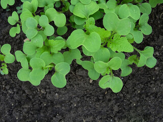 Growing mustard in natural conditions, young mustard plants in the field close-up
