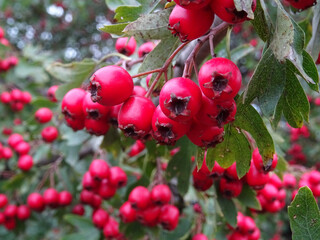 Wild hawthorn berries in natural conditions, a medicinal plant, harvesting berries