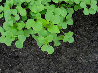 Growing mustard in natural conditions, young mustard plants in the field close-up