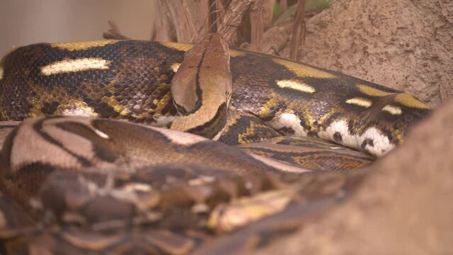 Malayopython reticulatus &ndash; Reticulated Python Slithering - Close Up