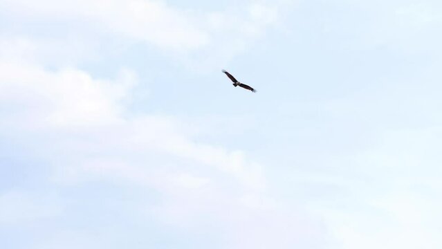 Brahmin kite bird of prey flying. Bird in the sky. hawk family