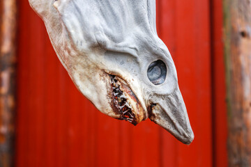 Dried shark head hanging from at a red shed