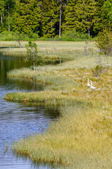 Whooper swans on the bog at the forest lake