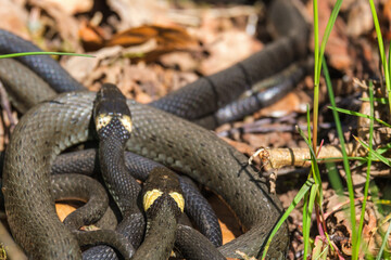 Grass snakes in the spring sunshine
