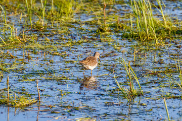 One Wood Sandpiper walking in a wetland