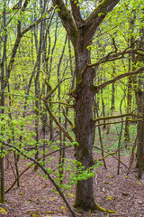 Tree trunk in a lush forest in spring
