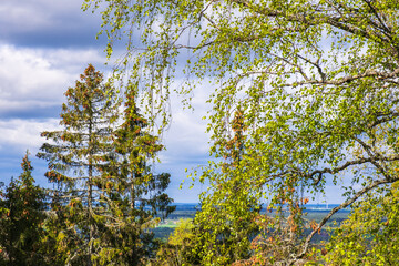 Obraz premium Landscape view with hanging tree branches