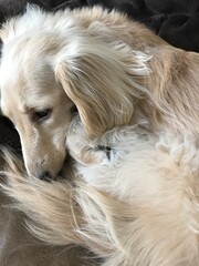 丸まった犬のアップ