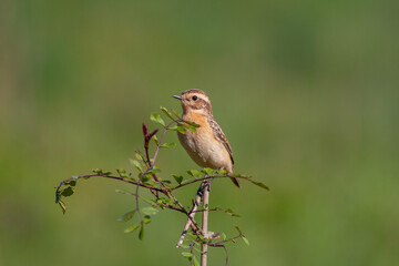 bird looking around  in woodland, Whinchat, Saxicola rubetra