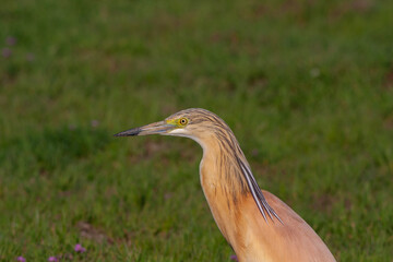 big water bird on grass, Squacco Heron, Ardeola ralloides