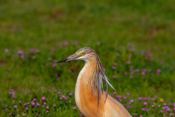 big water bird on grass, Squacco Heron, Ardeola ralloides