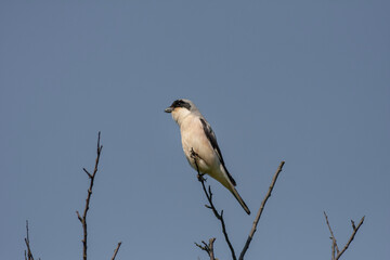 bird looking around  in woodland, Lesser Grey Shrike, Lanius minor	