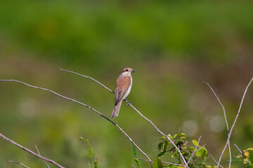 bird looking around  in woodland, Red-backed Shrike, Lanius collurio