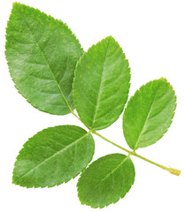 Closeup Fresh Rose Green Leaves.