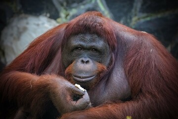 portrait bornean orangutan