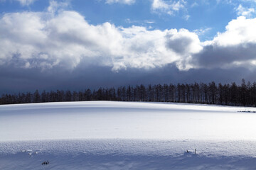 雪原を駆ける光とカラマツ並木(美瑛町)