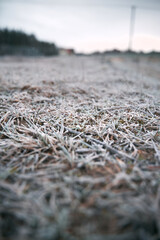 Frozen grass on the fields. Frosty winter morning macro. Cold weather background concept. Hoarfrost morning weather.