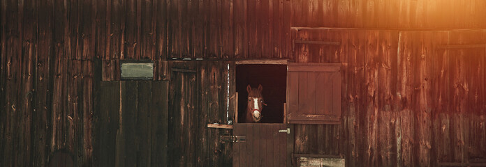 chestnut horse in stable.