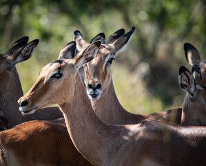 Obraz premium Impalas (Aepyceros Melampus) in the Kruger National Park, South Africa