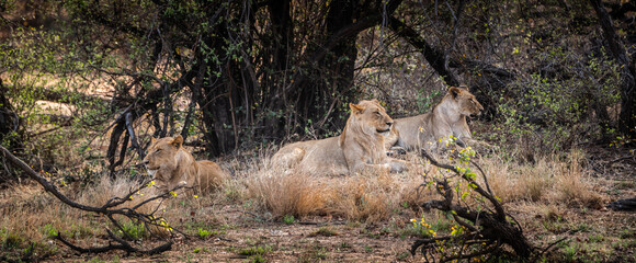 Group of young Lions (Panthera Leo) in Kruger National Park, South Africa