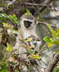 Vervet Monkeys (Chlorocebus Pygerythrus) sitting in a tree. Kruger National Park, South Africa