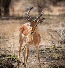 Male Impala (Aepyceros Melampus) in Kruger National Park, South Africa