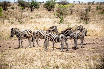 Fototapeta na wymiar Group of Zebras in the Kruger National Park, South Africa