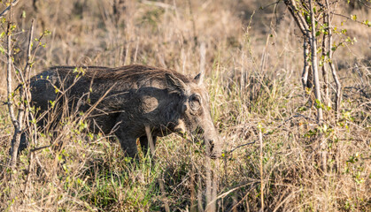 Warthog (Phacochoerus Africanus) in Kruger National Park, South Africa