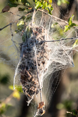 African Social Spider nest (Stegodyphus Dumicola) in Kruger National Park, South Africa