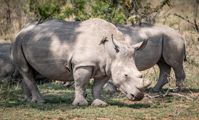 White Rhinoceros (Ceratotherium Simum) in Kruger National Park, South Africa