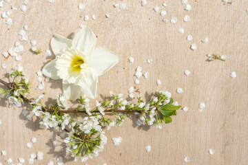 Fototapeta na wymiar Willow branches and narcissus flower on grey wooden background flatly. Spring Easter concept. Copy space.