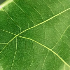 green leaf texture. Generative AI.