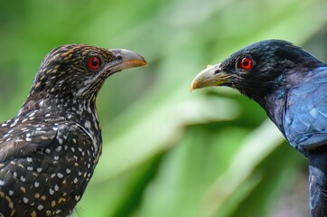 Female and Male Asian Koel or Cuckoo. The Brown and Spotted Indian Cuckow. Beautiful Cuckoo Birds. Close Up Birds.