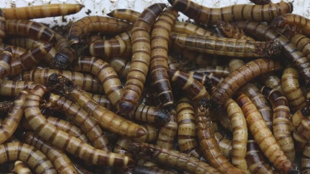 Closeup of Giant Mealworms, larvae of the Zophobas Beetle, zophobas morio.