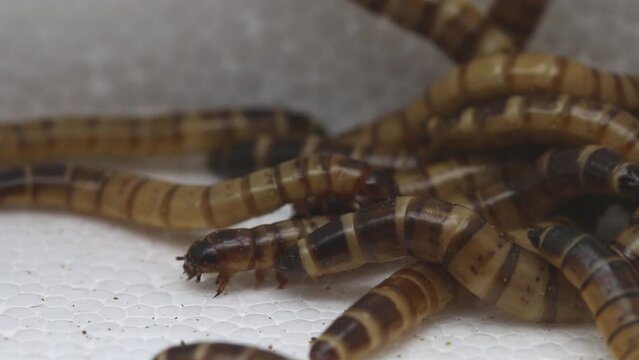 Giant Mealworms, larvae of the Zophobas Beetle, Zophobas morio.