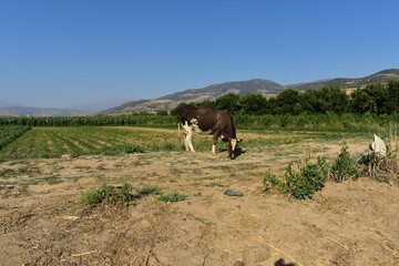 Cow in the field garden
