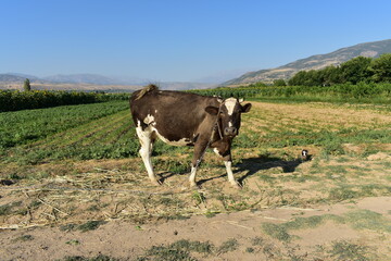 Fototapeta premium Cow in the field garden