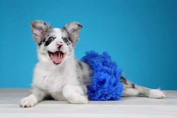 Cute playful border collie puppy in a blue skirt. Funny Puppy