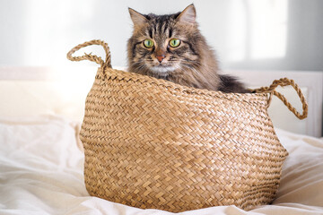 Tabby siberian domestic cat sitting in brown basket on the white blanket on bed - Powered by Adobe