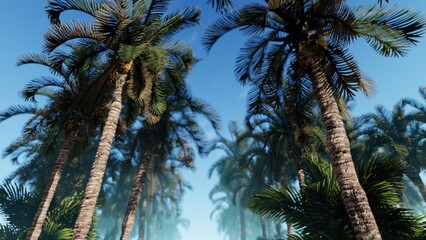 Fototapeta na wymiar Coconut palms of the islands