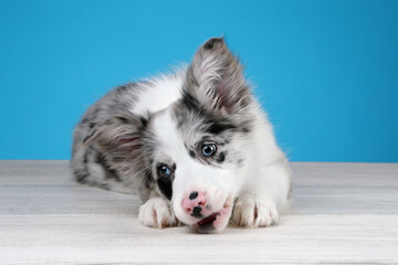 Cute playful border collie puppy on a blue background. funny puppy