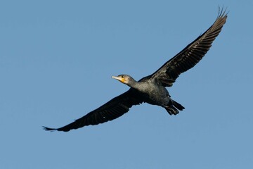 Great Cormorant (Phalacrocorax carbo) in flight