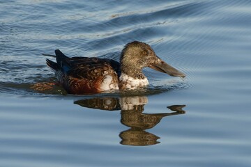 Male Northern Shoveler (Spatula clypeata) in drab eclipse plumage