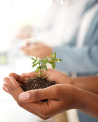 Business growth and plants in hands for eco friendly investment, sustainability or company green...