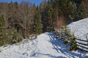 The road in the mountains covered with snow. And a pine forest on a sunny winter day