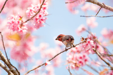 bird on a branch in pink flower.
