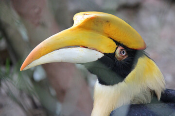hornbill in a zoo in chiang mai (thailand)