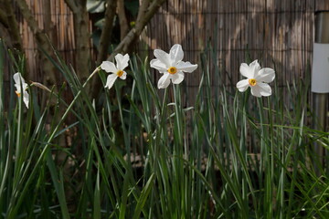 White daffodils on the background of the fence in the garden