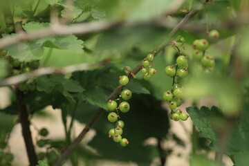 Ríbes rúbrum berries on a branch close-up