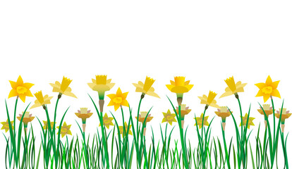 Yellow daffodils, lent-lilies, Narcissus pseudonarcissus. 